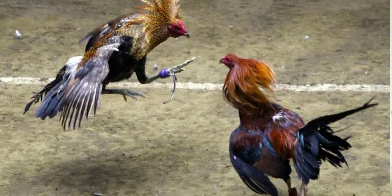 Luật về đá gà cựa dao cực dễ hiểu cho kê thủ