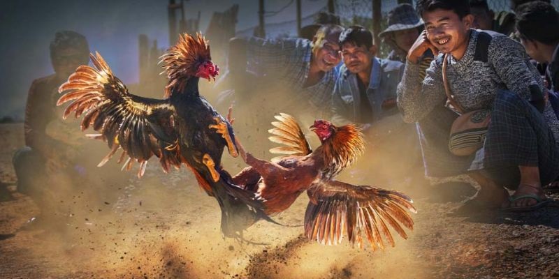 Đá gà cựa dao - Sân chơi lý thú, kiếm tiền siêu hấp dẫn