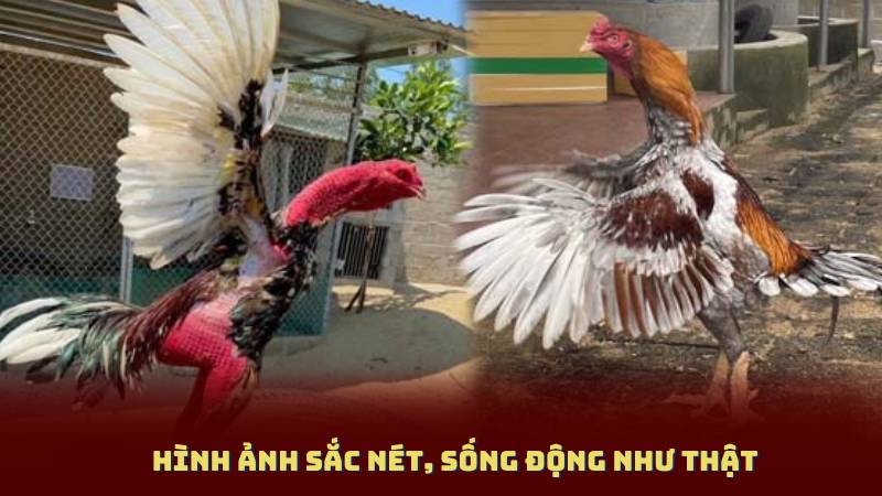 Hình ảnh sắc nét, sống động như thật